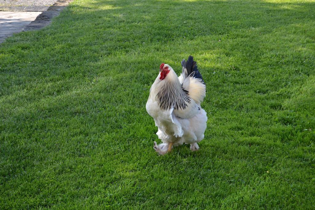 Relais Borgo Del Gallo أكوي تيرمي المظهر الخارجي الصورة